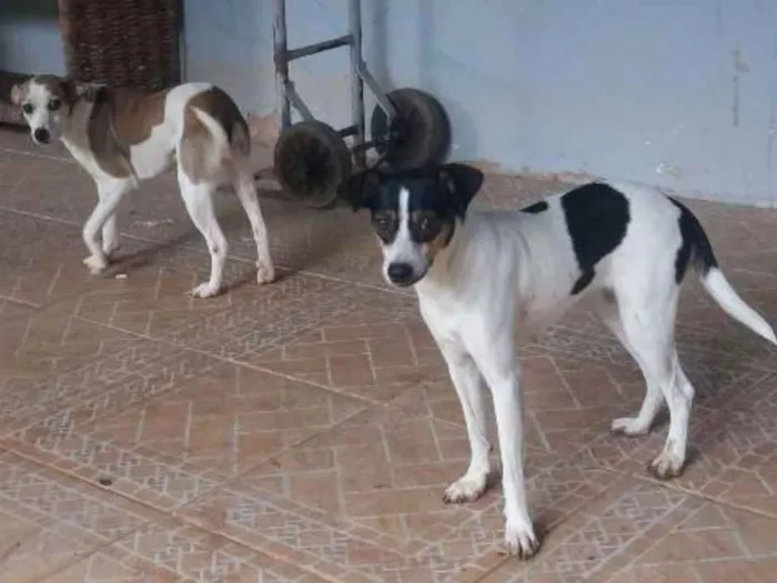 Cachorro ra a SRD idade 7 a 11 meses nome Sofia e Mariana