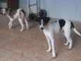 Sofia e Mariana