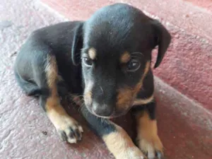 Cachorro raça Sem definição  idade Abaixo de 2 meses nome Filhotes
