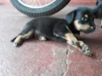 Filhotes