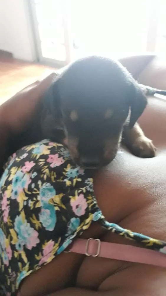 Cachorro raça Sem definição  idade Abaixo de 2 meses nome Filhotes