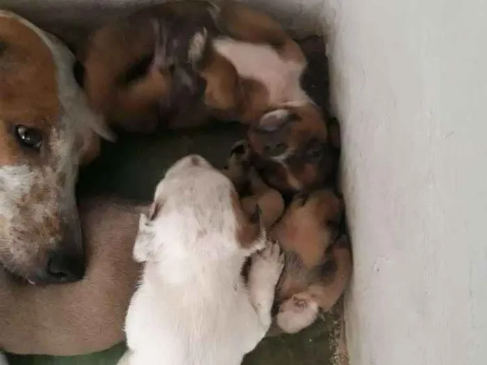 Cachorro raça Sem definição  idade Abaixo de 2 meses nome Filhotes