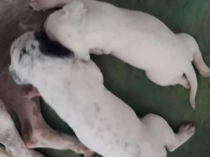 Cachorro raça Sem definição  idade Abaixo de 2 meses nome Filhotes