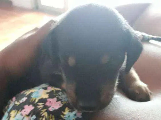 Cachorro raça Sem definição  idade Abaixo de 2 meses nome Filhotes