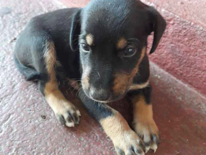 Cachorro raça Sem definição  idade Abaixo de 2 meses nome Filhotes