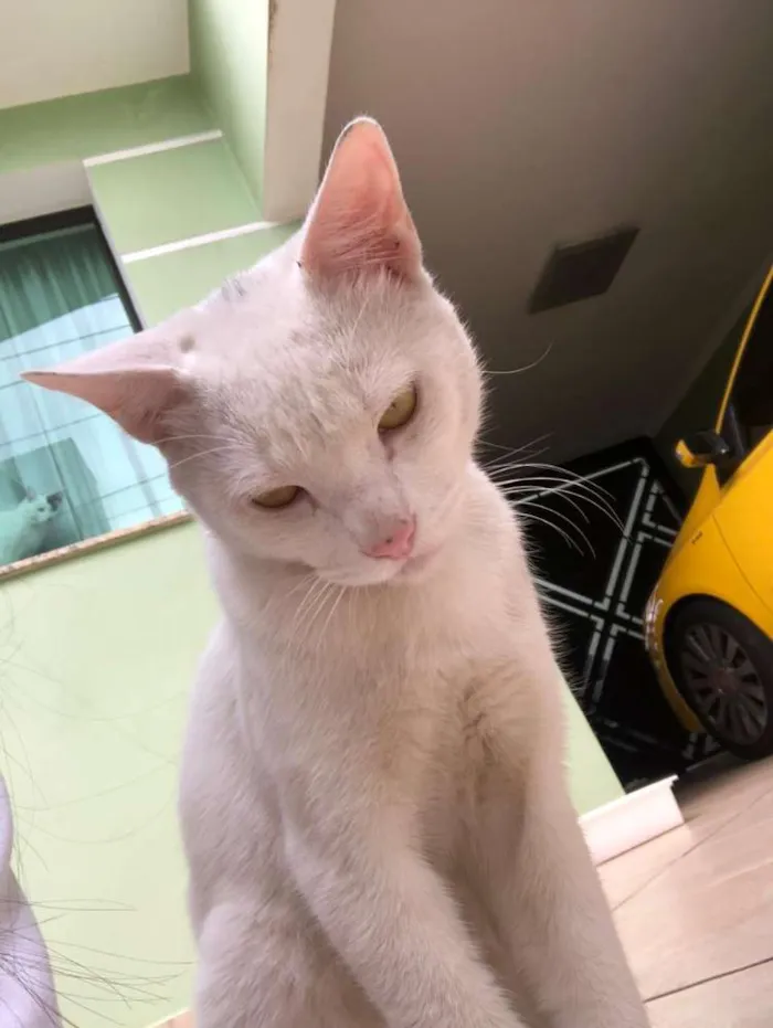 Gato ra a vira lata  idade 2 a 6 meses nome não tem nome