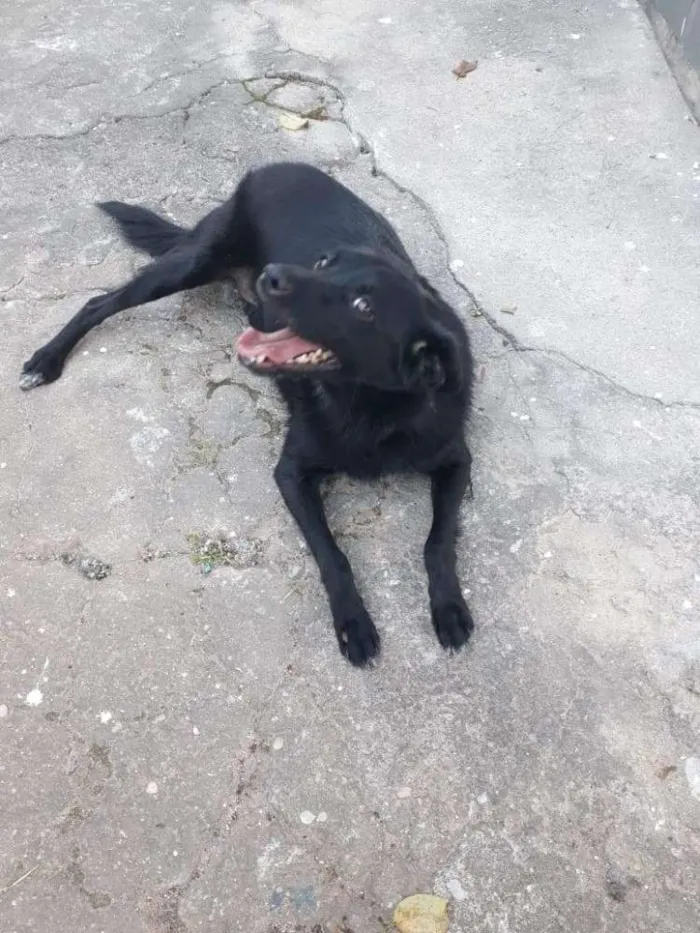 Cachorro ra a SRD idade 1 ano nome Chiquinha