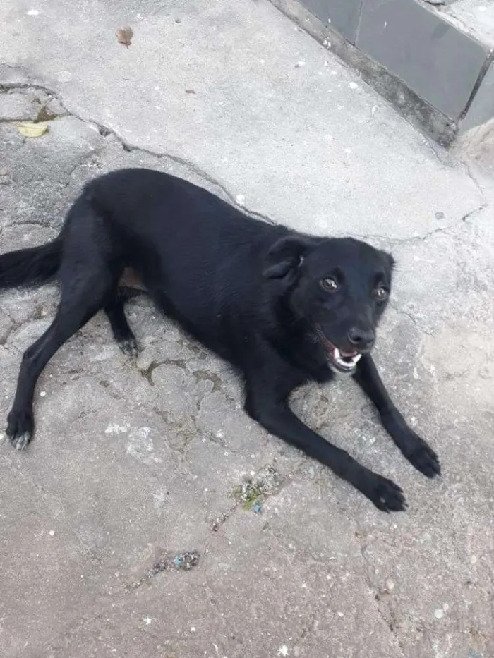 Cachorro ra a SRD idade 1 ano nome Chiquinha