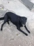 Chiquinha