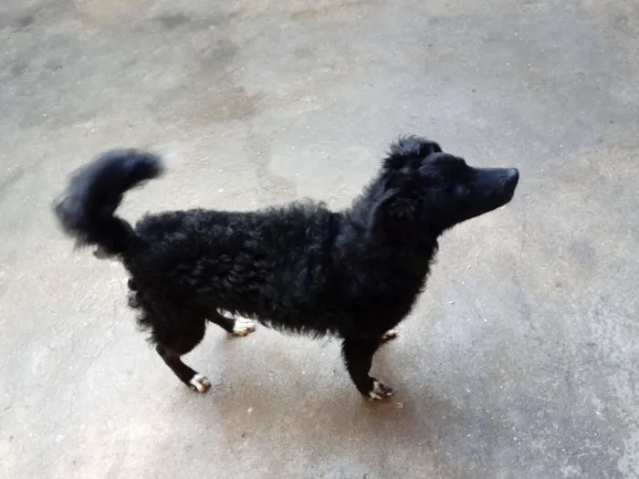 Cachorro ra a SRD idade 7 a 11 meses nome Tuti
