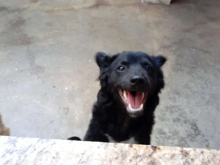 Cachorro ra a SRD idade 7 a 11 meses nome Tuti