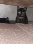Tico e Teca