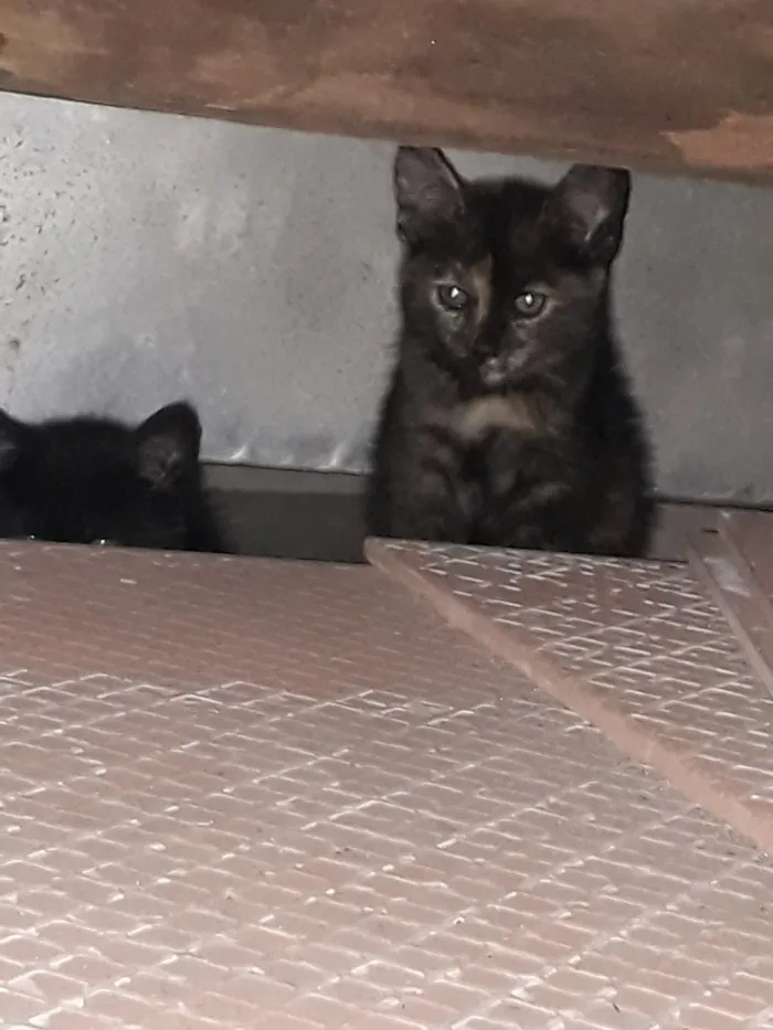 Gato ra a SRD idade 2 a 6 meses nome Tico e Teca