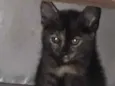 Tico e Teca