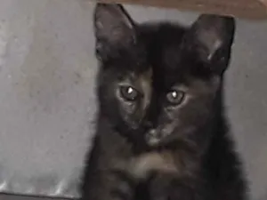 Gato raça SRD idade 2 a 6 meses nome Tico e Teca