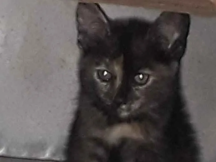 Gato ra a SRD idade 2 a 6 meses nome Tico e Teca