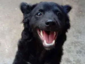 Cachorro raça SRD idade 7 a 11 meses nome Tuti