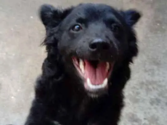 Cachorro ra a SRD idade 7 a 11 meses nome Tuti
