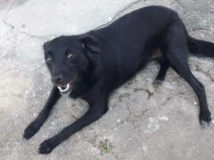 Cachorro ra a SRD idade 1 ano nome Chiquinha