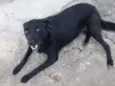 Chiquinha