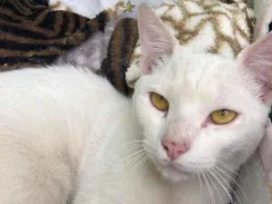 Gato raça vira lata  idade 2 a 6 meses nome não tem nome