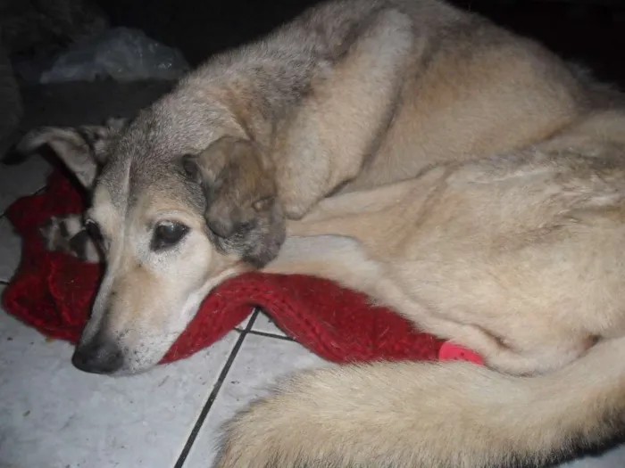 Cachorro ra a SRD idade 6 ou mais anos nome Praia