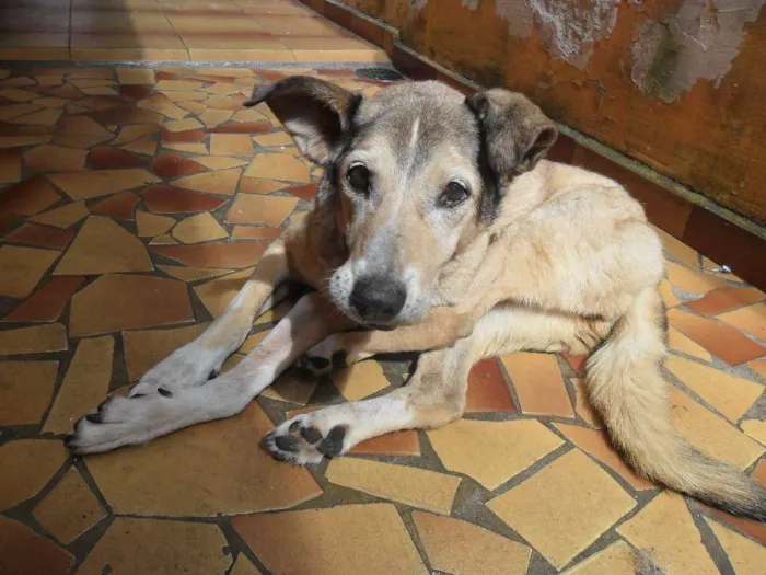 Cachorro ra a SRD idade 6 ou mais anos nome Praia