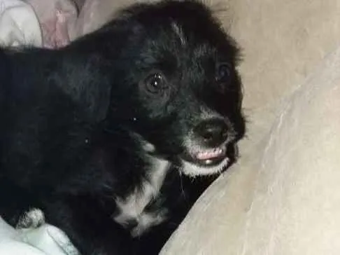 Cachorro ra a Indefinido  idade 2 a 6 meses nome Não sei 