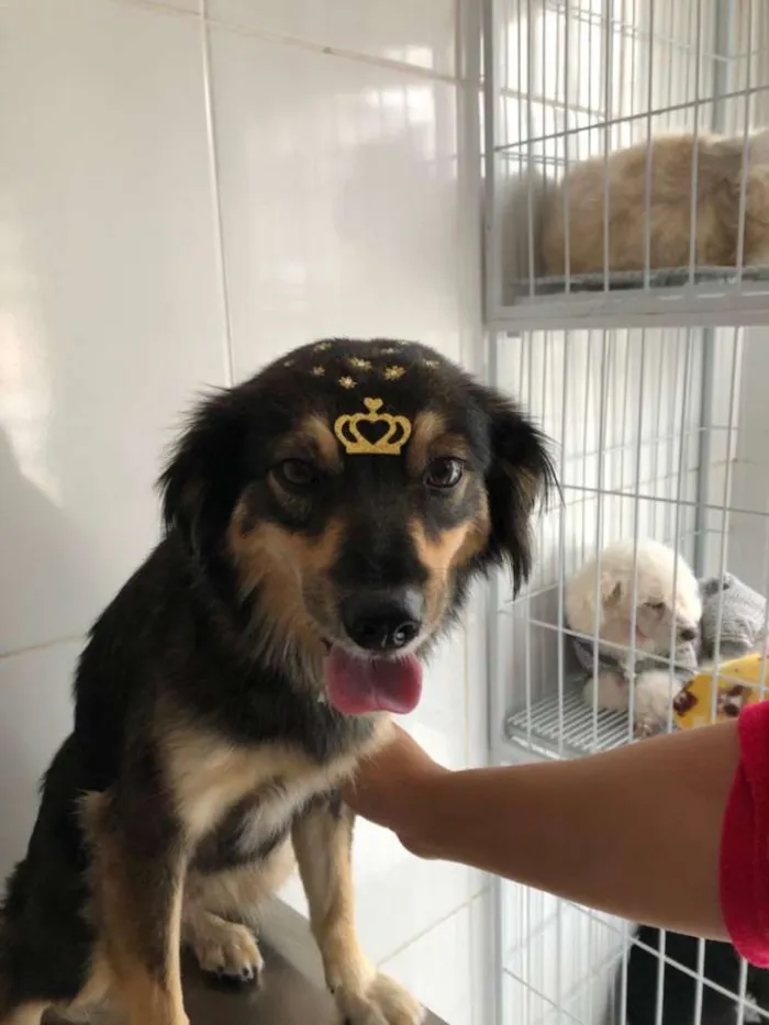 Cachorro ra a Srd idade 1 ano nome Melissa