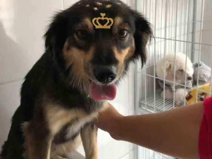 Cachorro ra a Srd idade 1 ano nome Melissa