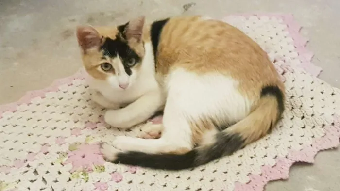 Gato ra a  idade 2 a 6 meses nome Doce 