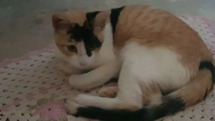 Gato ra a  idade 2 a 6 meses nome Doce 