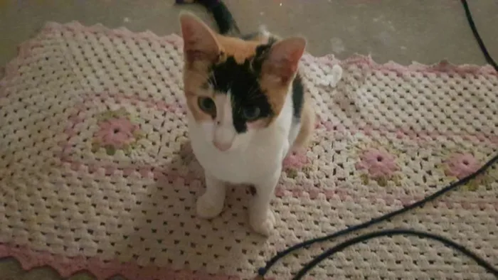 Gato ra a  idade 2 a 6 meses nome Doce 