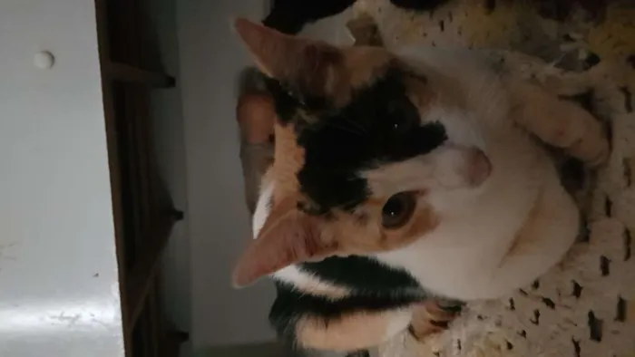 Gato ra a  idade 2 a 6 meses nome Doce 