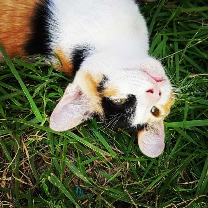 Gato ra a  idade 2 a 6 meses nome Doce 