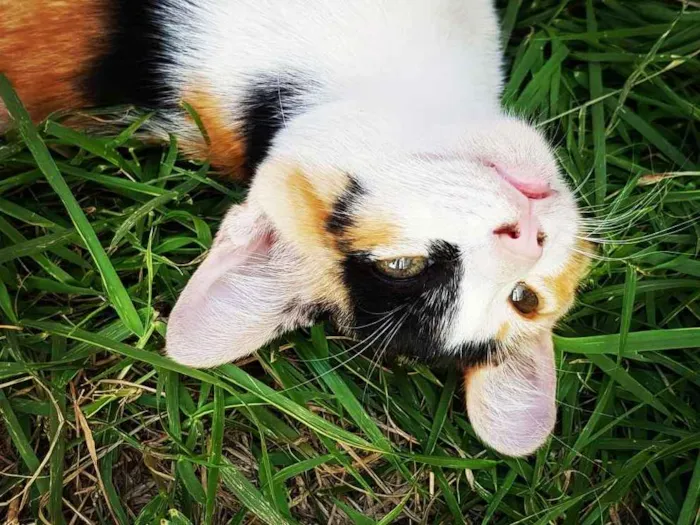 Gato ra a  idade 2 a 6 meses nome Doce 