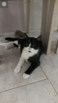 Catarina