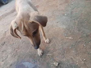 Cachorro raça Nao sei idade 4 anos nome Belinha
