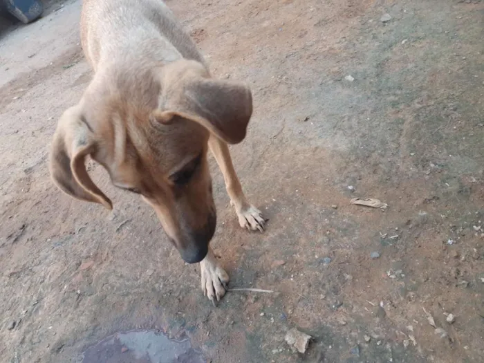 Cachorro ra a Nao sei idade 4 anos nome Belinha