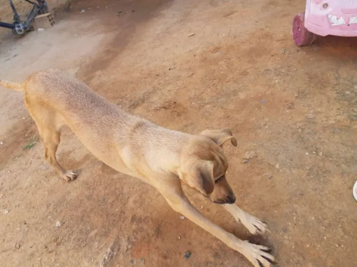 Cachorro ra a Nao sei idade 4 anos nome Belinha