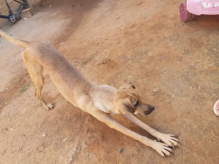 Cachorro ra a Nao sei idade 4 anos nome Belinha