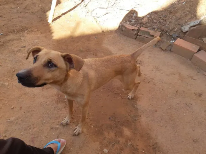 Cachorro ra a Nao sei idade 4 anos nome Belinha