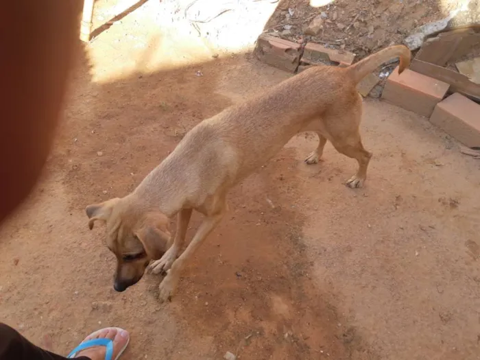 Cachorro ra a Nao sei idade 4 anos nome Belinha