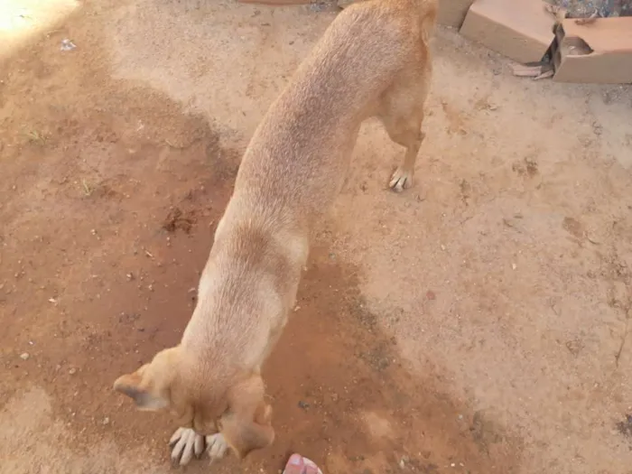 Cachorro ra a Nao sei idade 4 anos nome Belinha