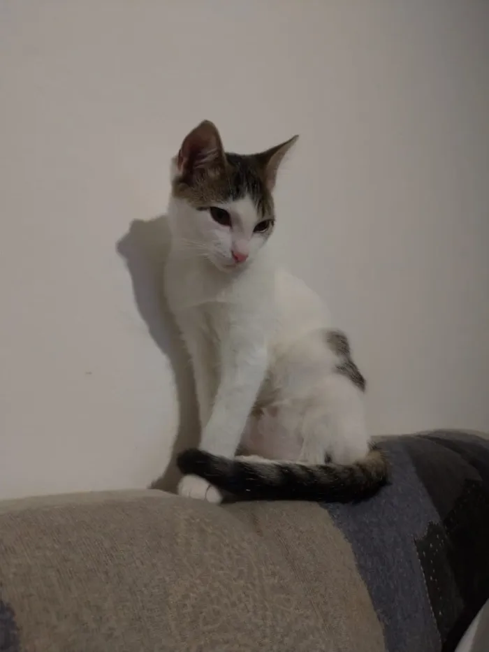Gato ra a SRD idade 2 a 6 meses nome Moana
