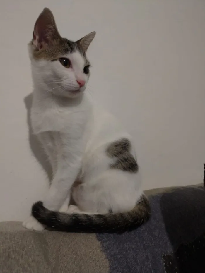 Gato ra a SRD idade 2 a 6 meses nome Moana