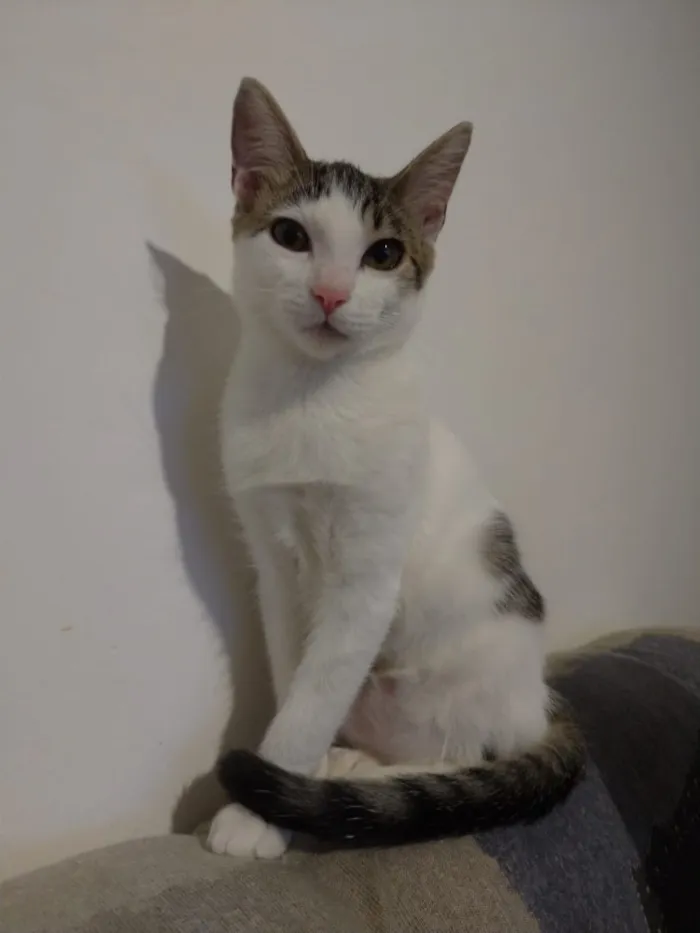 Gato ra a SRD idade 2 a 6 meses nome Moana