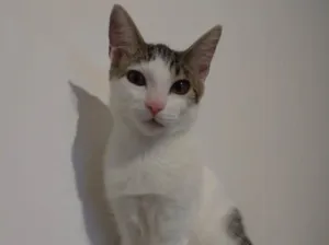 Gato raça SRD idade 2 a 6 meses nome Moana