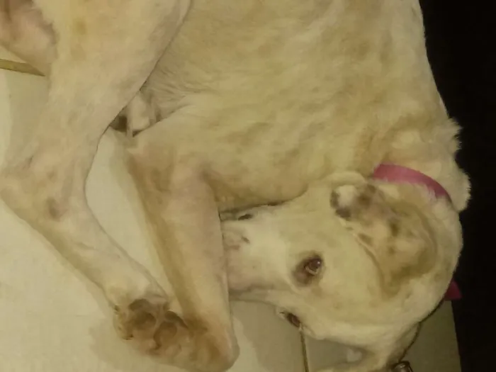 Cachorro ra a Raça não definida idade 3 anos nome Nina lombesa