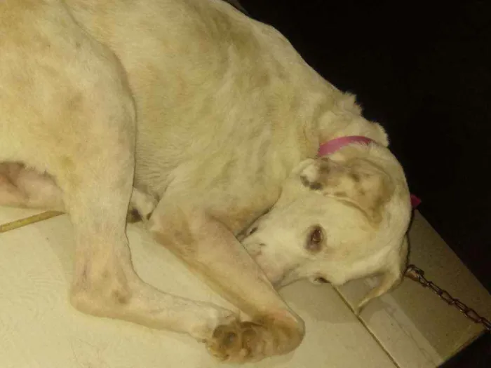 Cachorro ra a Raça não definida idade 3 anos nome Nina lombesa